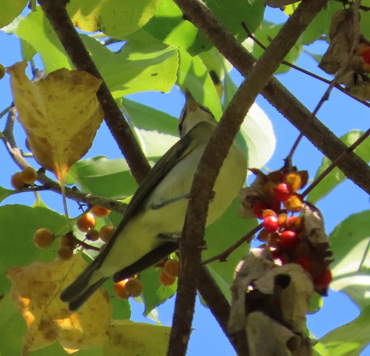 Red-eyed Vireo - ML642733212
