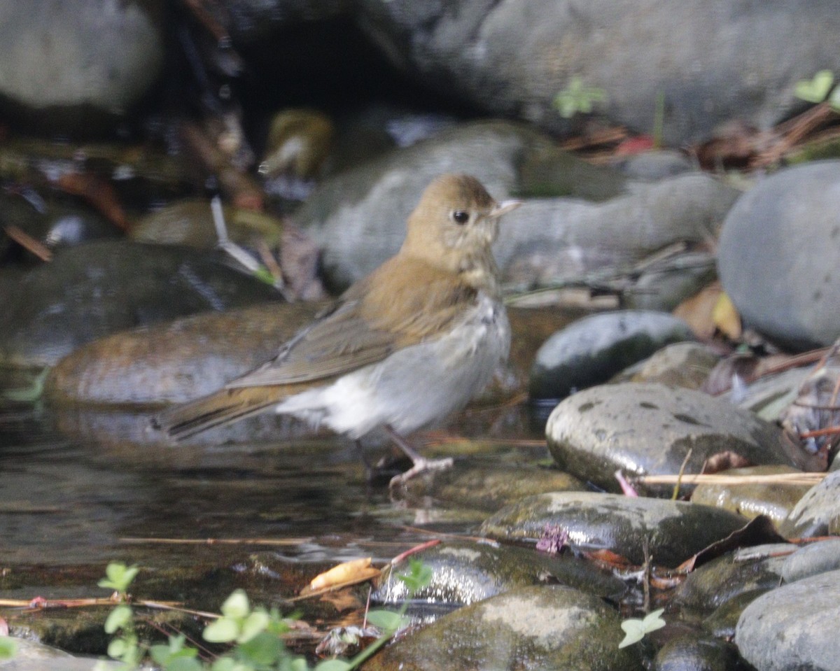 Veery - ML642733226