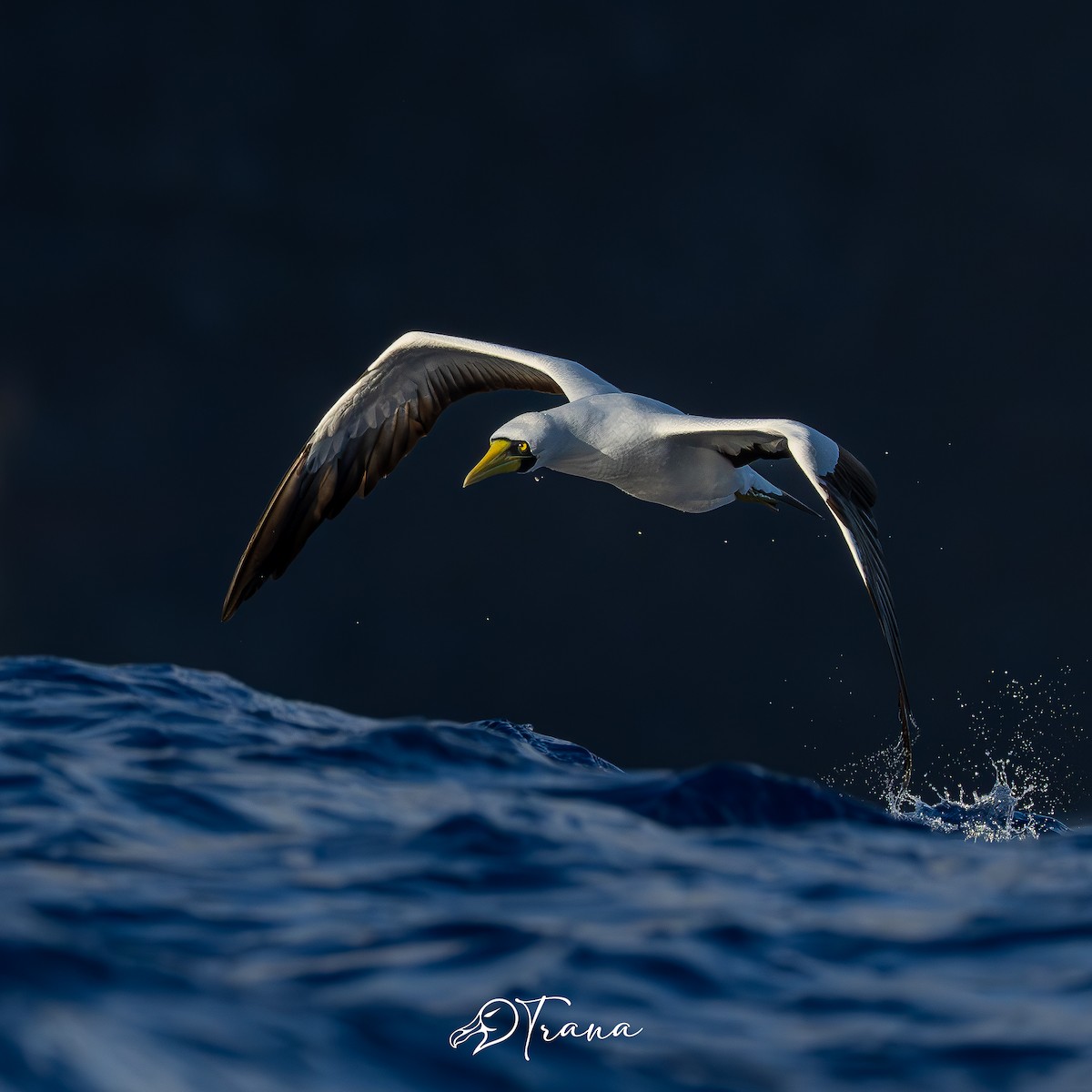 Masked Booby - ML642733234