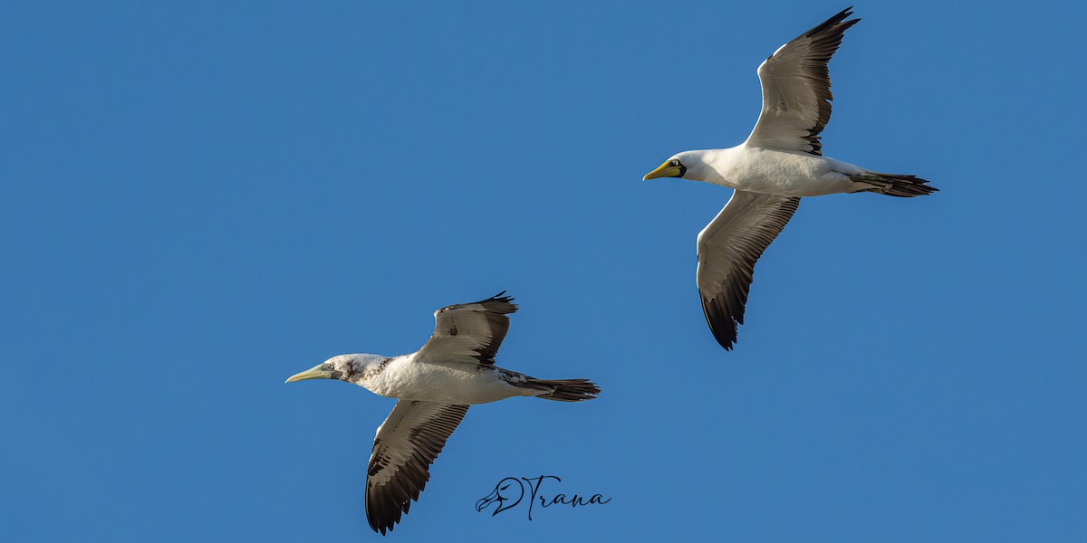 Masked Booby - ML642733235