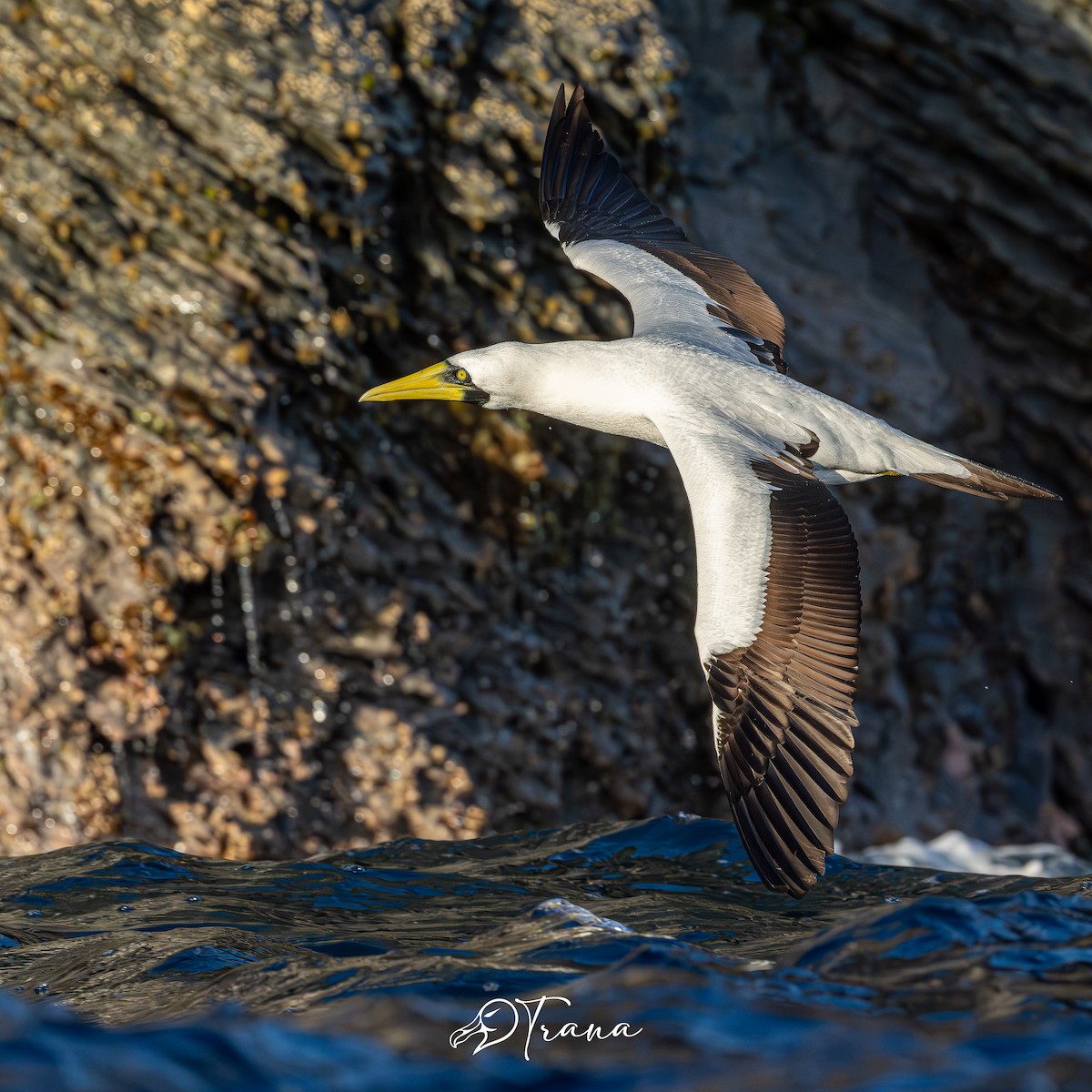 Masked Booby - ML642733236
