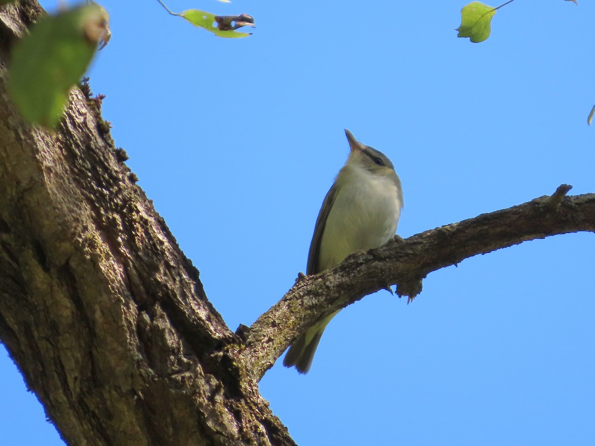 Red-eyed Vireo - ML642733248