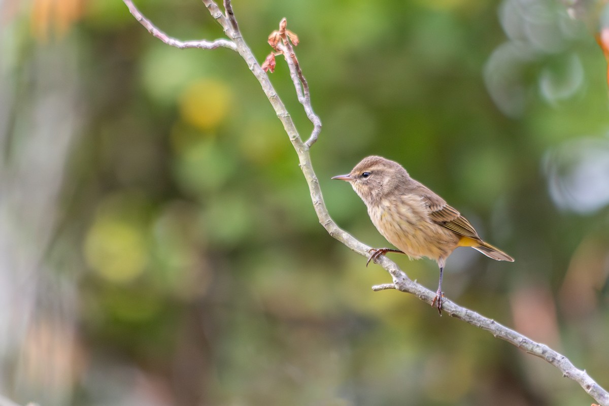 Palm Warbler - ML642733273
