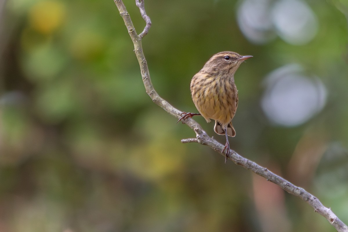 Palm Warbler - ML642733276