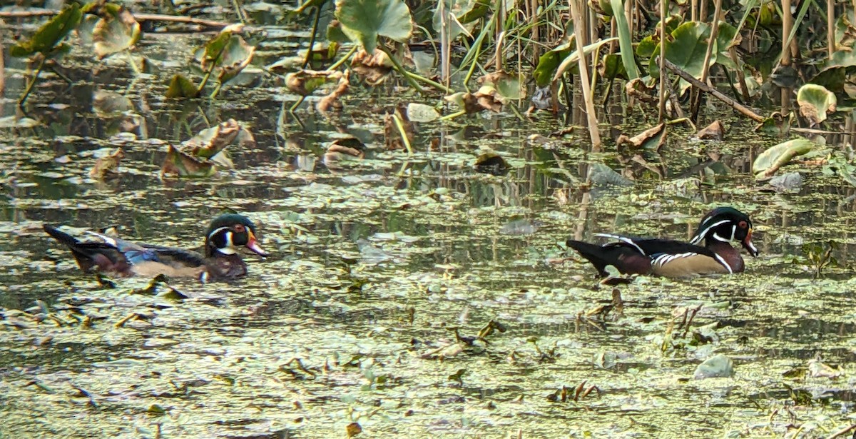 Wood Duck - ML642733280