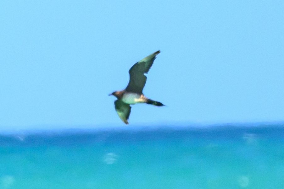 Parasitic Jaeger - ML642733289