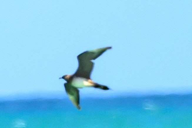 Parasitic Jaeger - ML642733290