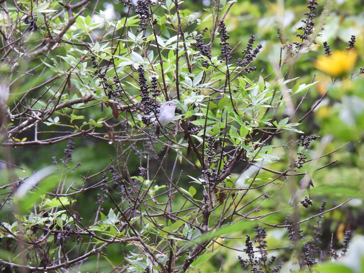 Blue-gray Gnatcatcher - ML642733298