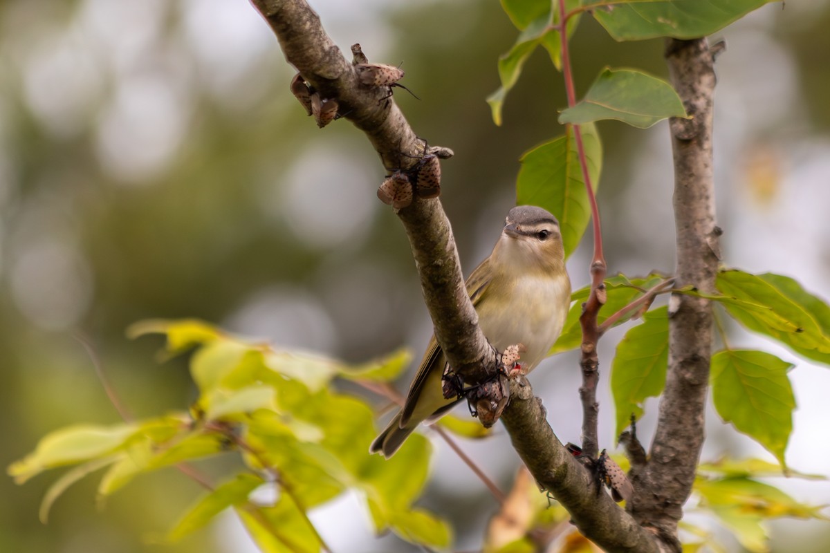 Red-eyed Vireo - ML642733314