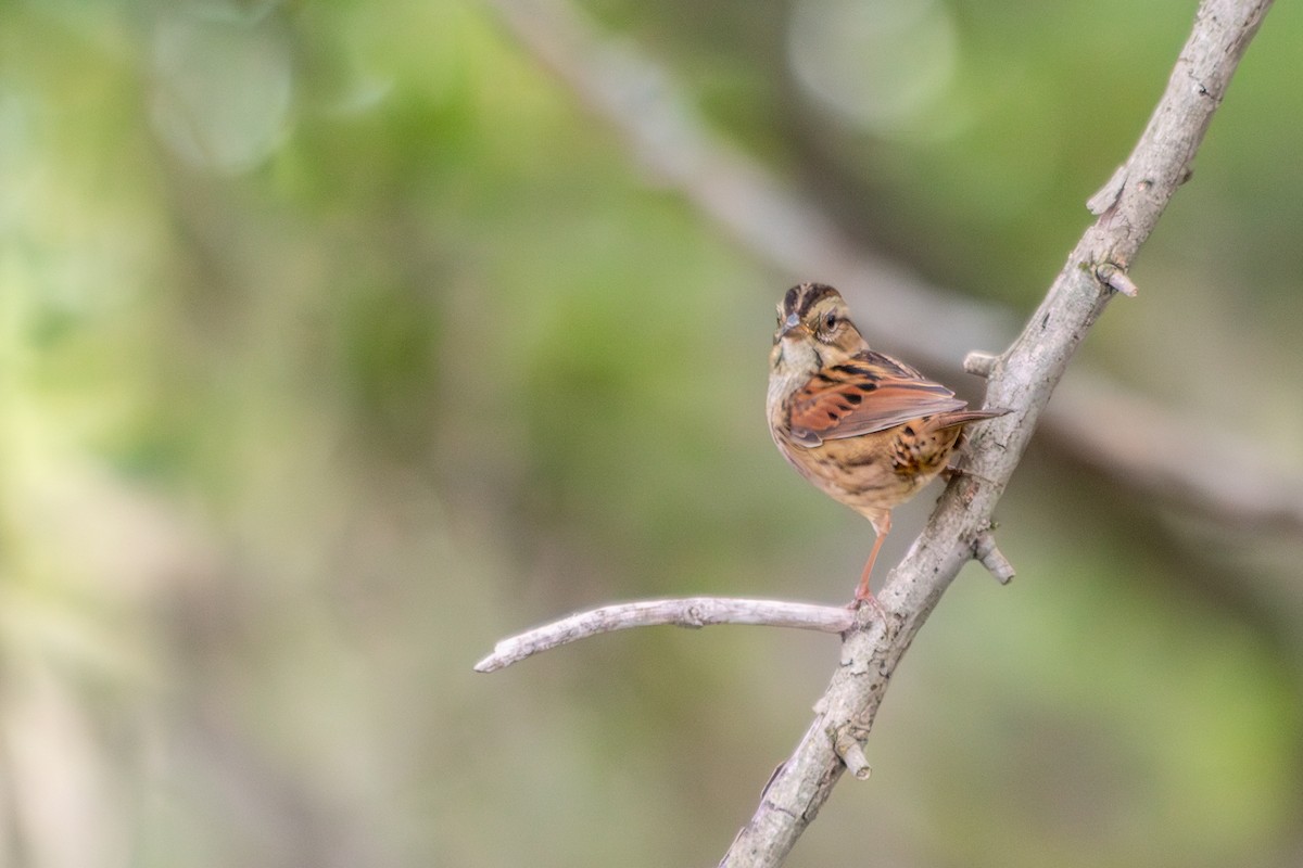 Swamp Sparrow - ML642733317