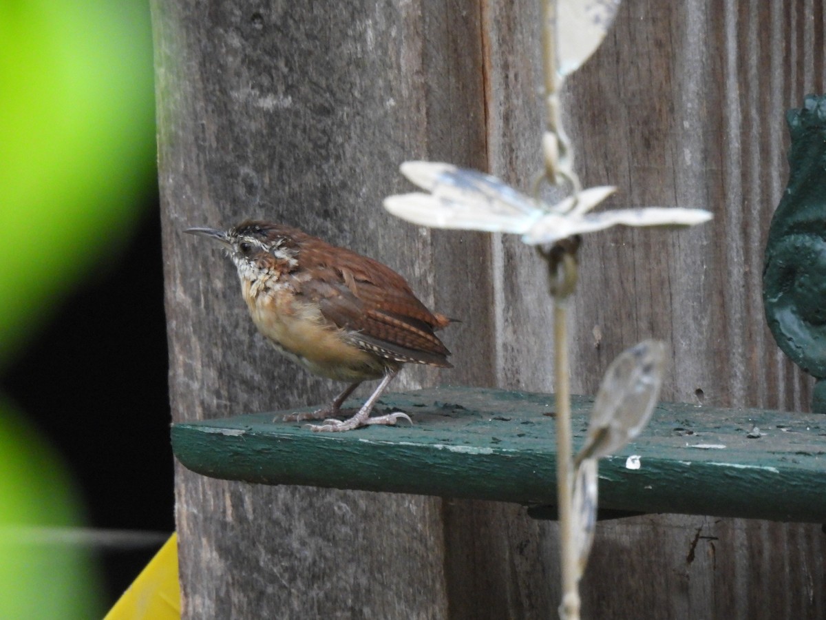 Carolina Wren - ML642733321
