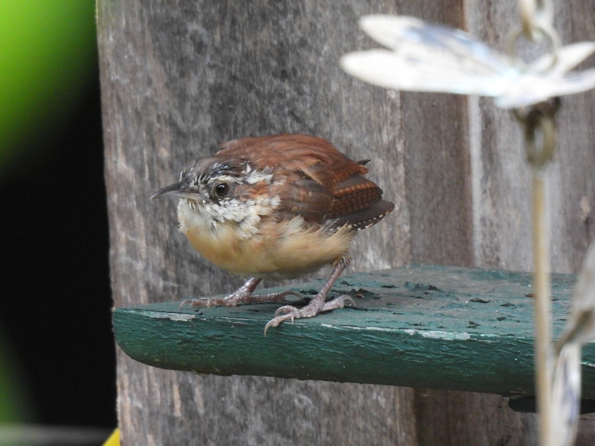Carolina Wren - ML642733322