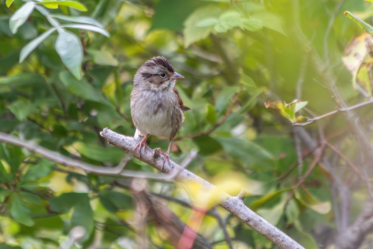 Swamp Sparrow - ML642733324