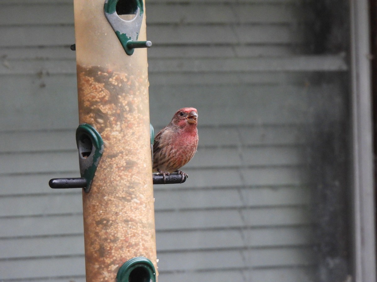 House Finch - ML642733330