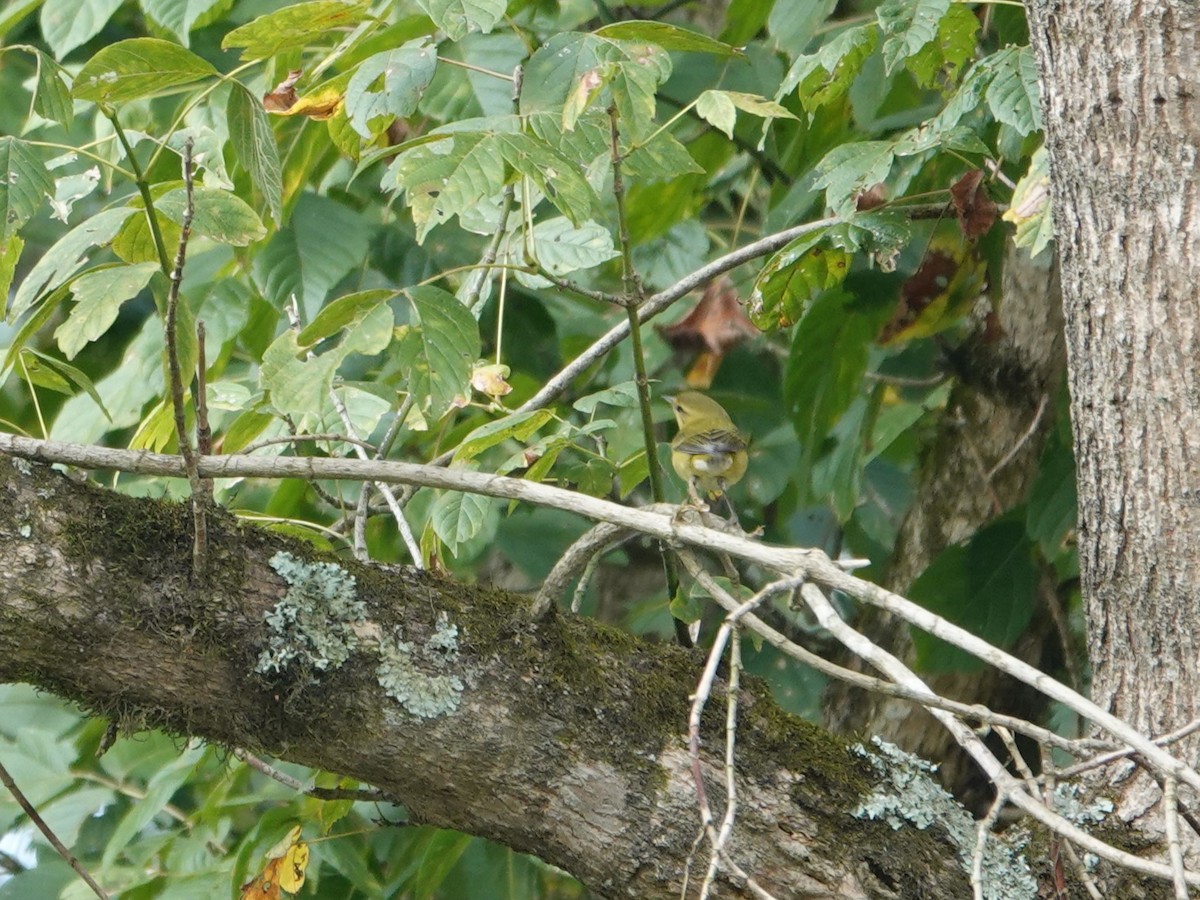 Tennessee Warbler - ML642733331