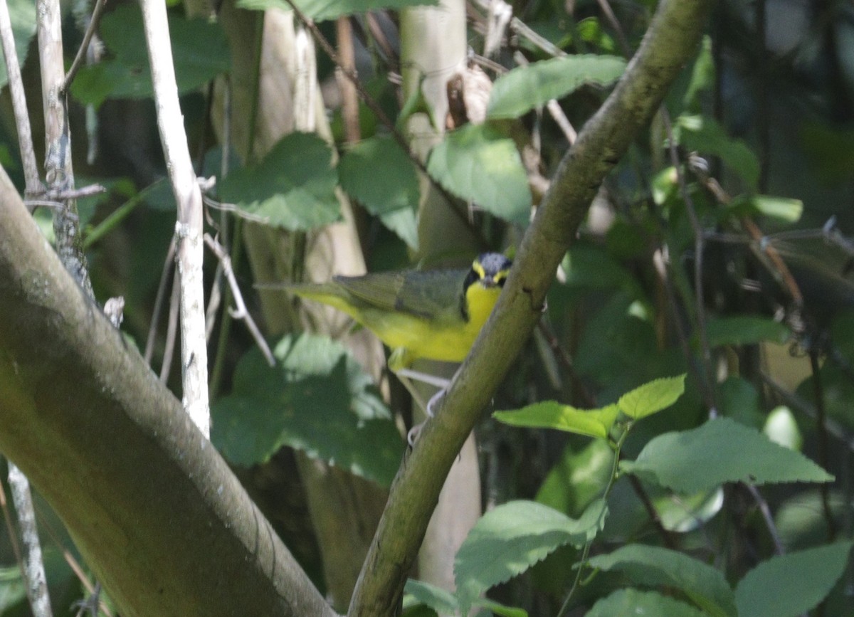 Kentucky Warbler - ML642733348