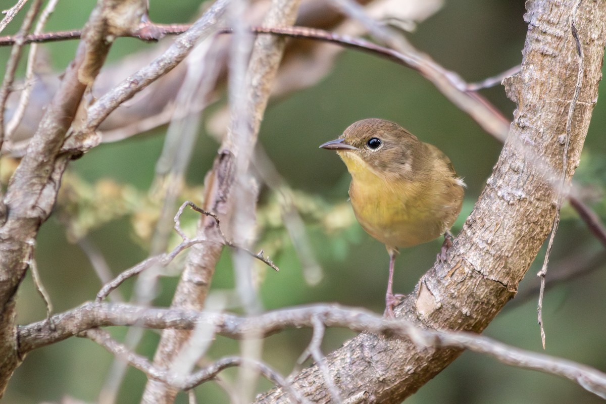Common Yellowthroat - ML642733352