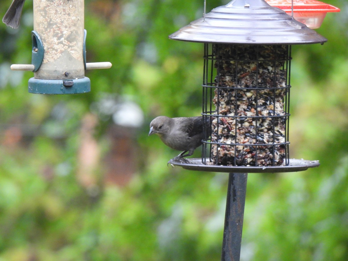 Brown-headed Cowbird - ML642733355