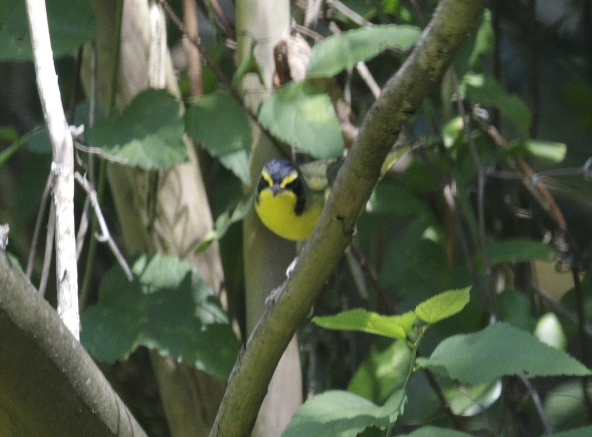Kentucky Warbler - ML642733357