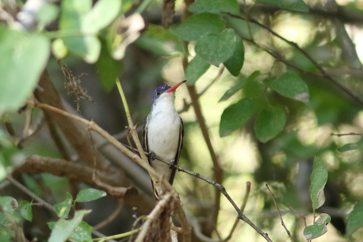 Violet-crowned Hummingbird - ML642733365