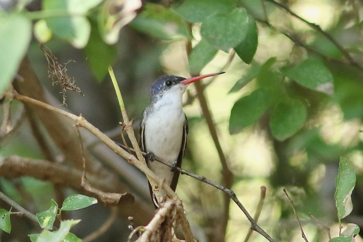 Violet-crowned Hummingbird - ML642733366
