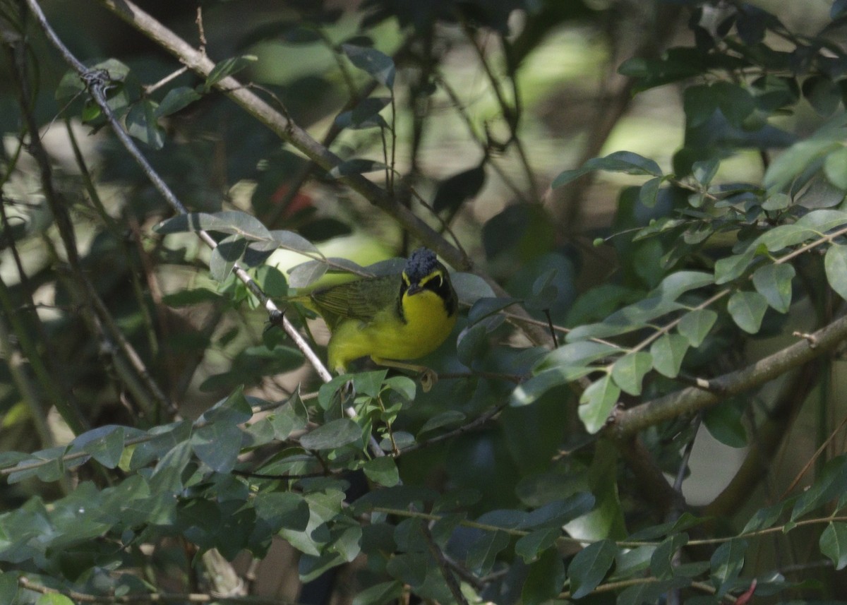 Kentucky Warbler - ML642733371