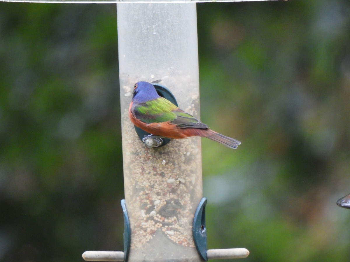 Painted Bunting - ML642733377