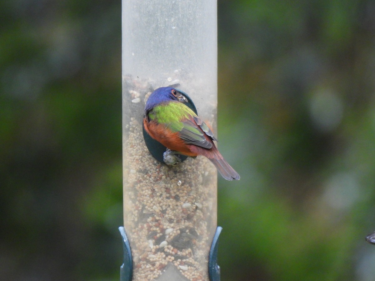 Painted Bunting - ML642733378