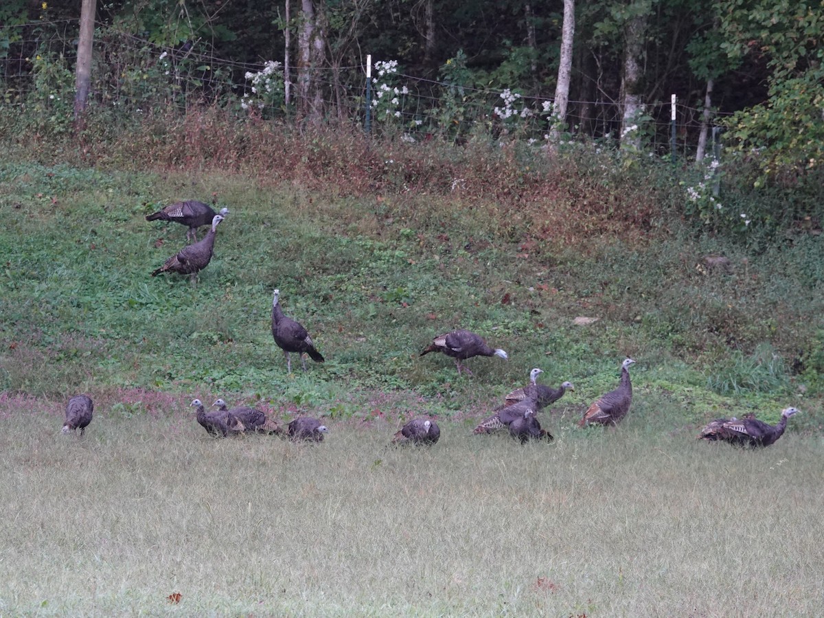 Wild Turkey - ML642733380