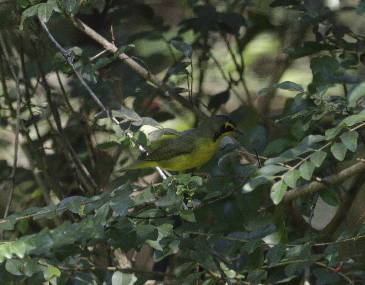 Kentucky Warbler - ML642733381