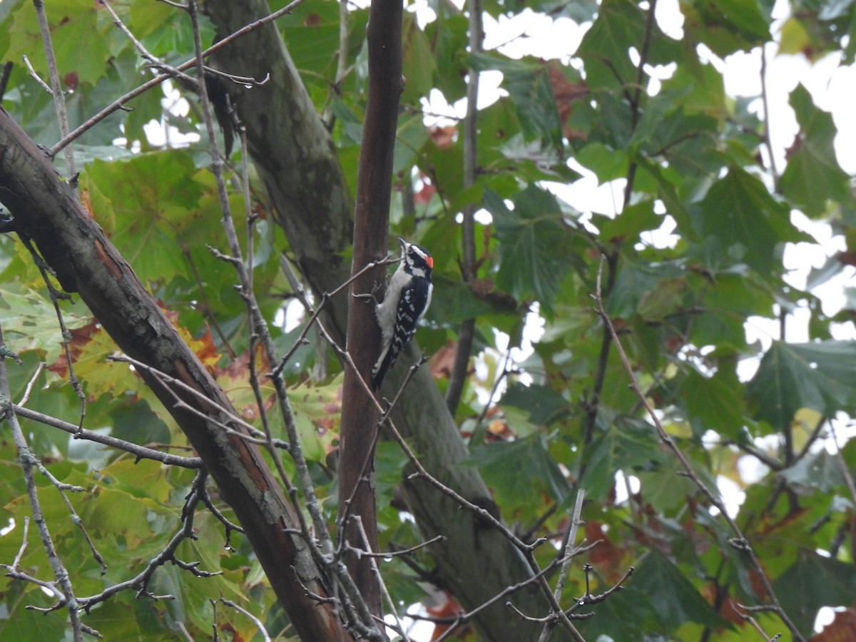 Downy Woodpecker - ML642733387