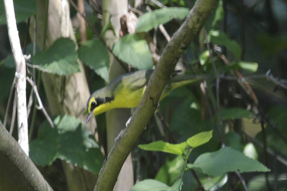 Kentucky Warbler - ML642733388