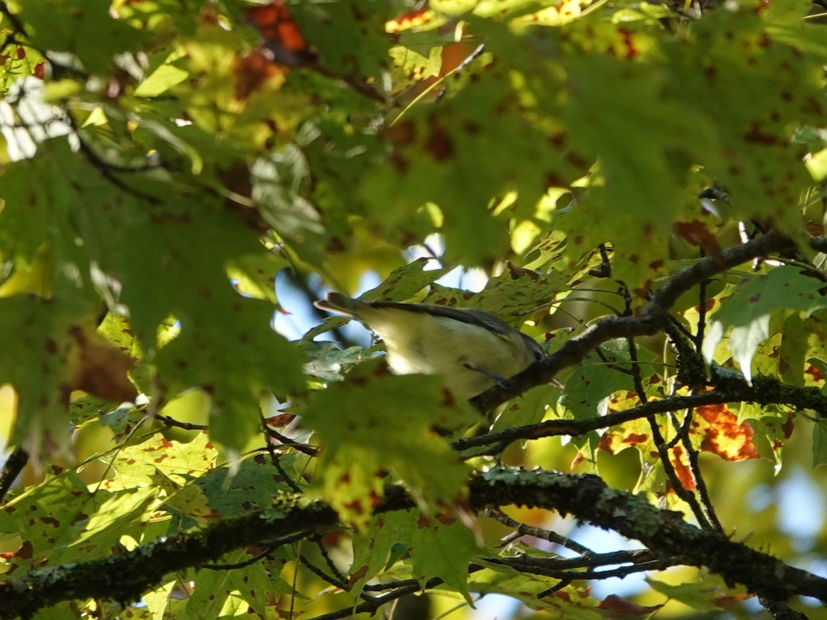 Philadelphia Vireo - ML642733392