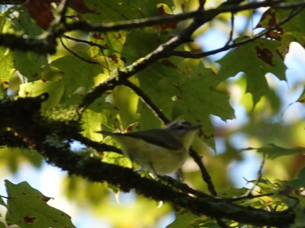 Philadelphia Vireo - ML642733398