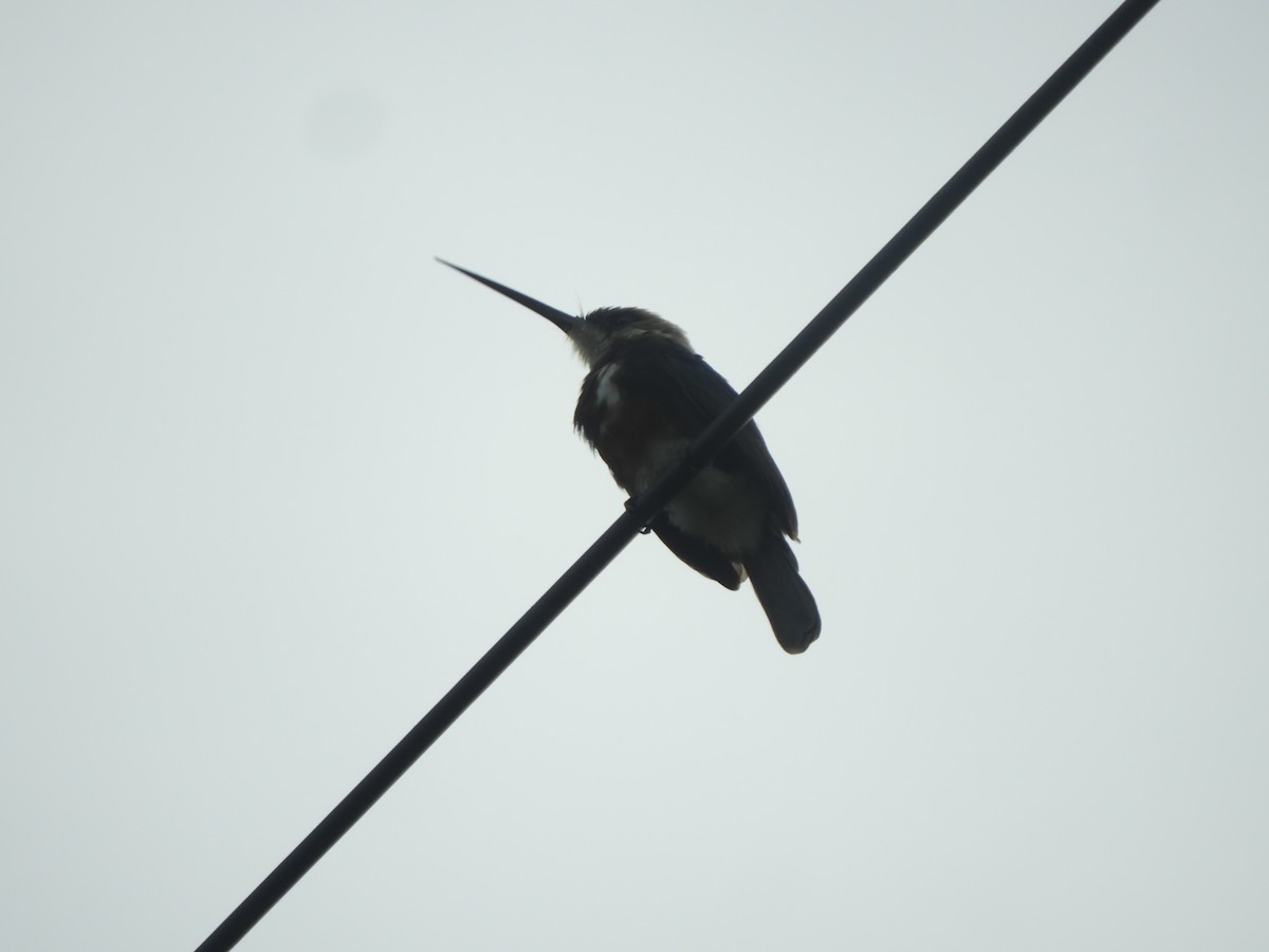 Pale-headed Jacamar - ML642733400