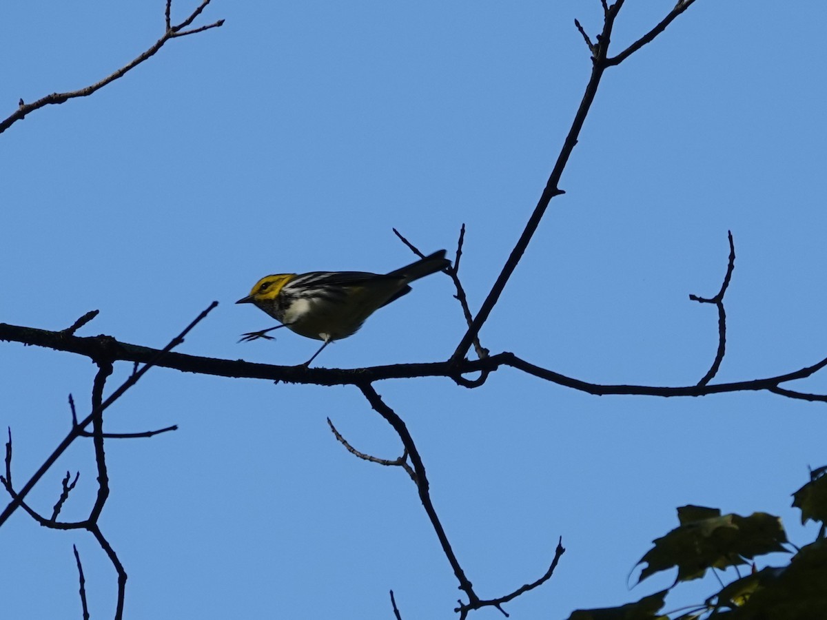 Black-throated Green Warbler - ML642733408