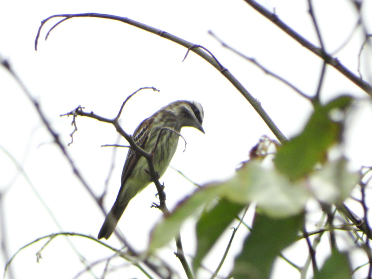 Variegated Flycatcher - ML642733411