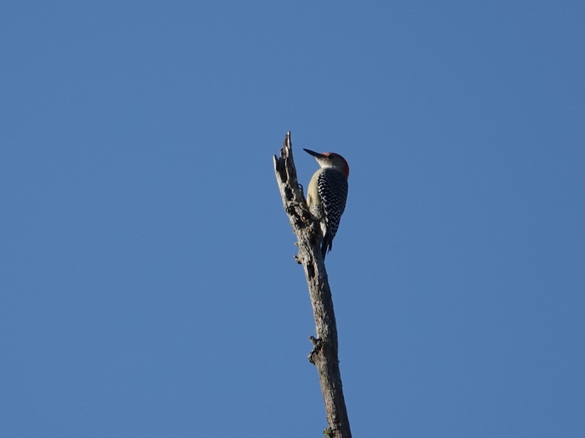 Red-bellied Woodpecker - ML642733415