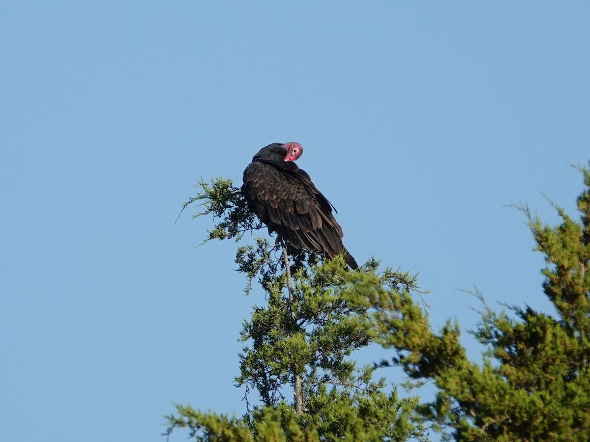 Turkey Vulture - ML642733426