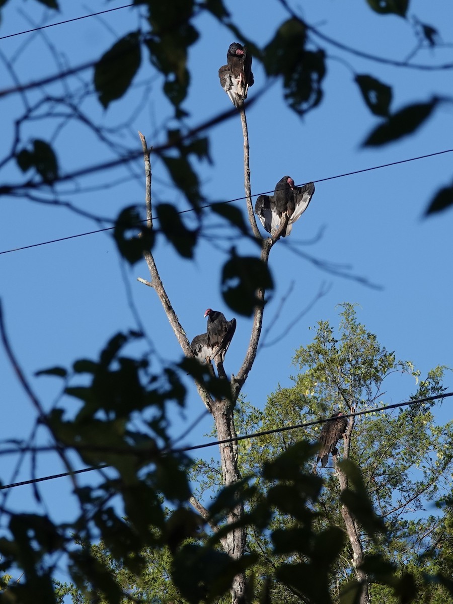 Turkey Vulture - ML642733427