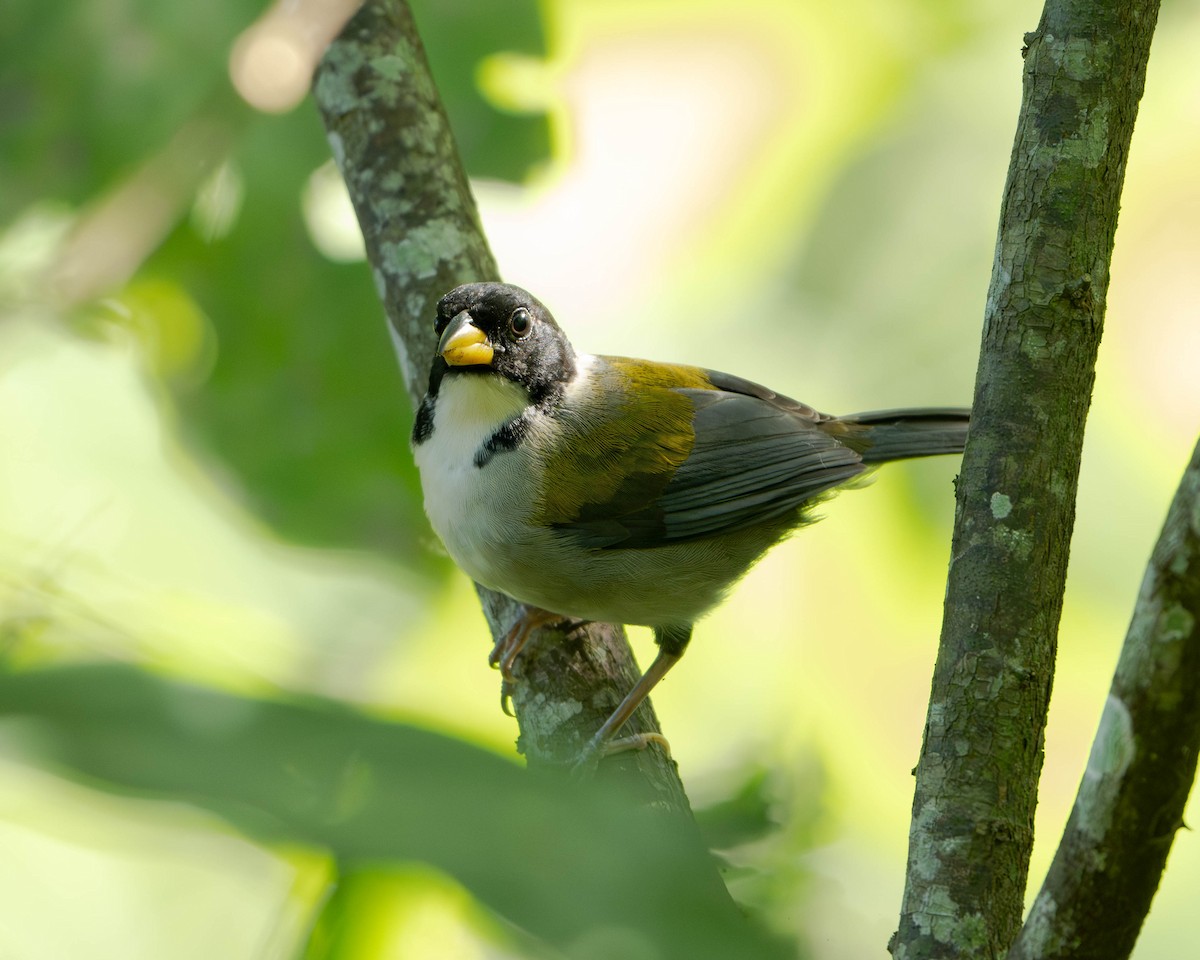 Golden-winged Sparrow - ML642733428