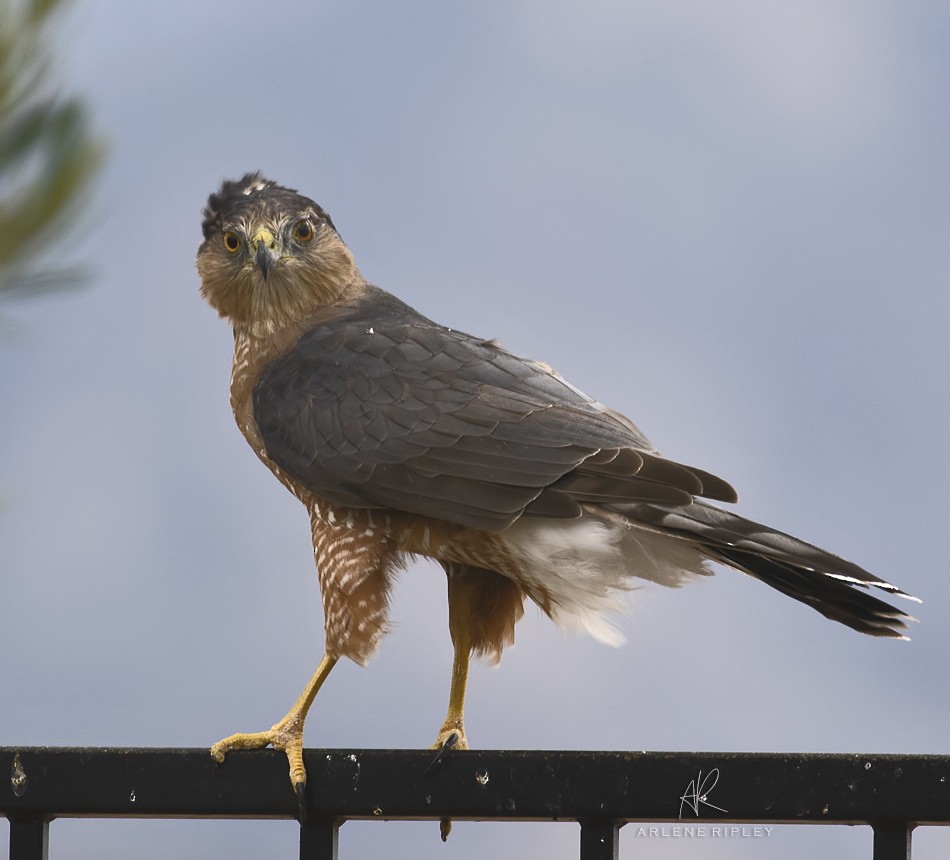 Cooper's Hawk - ML642733433