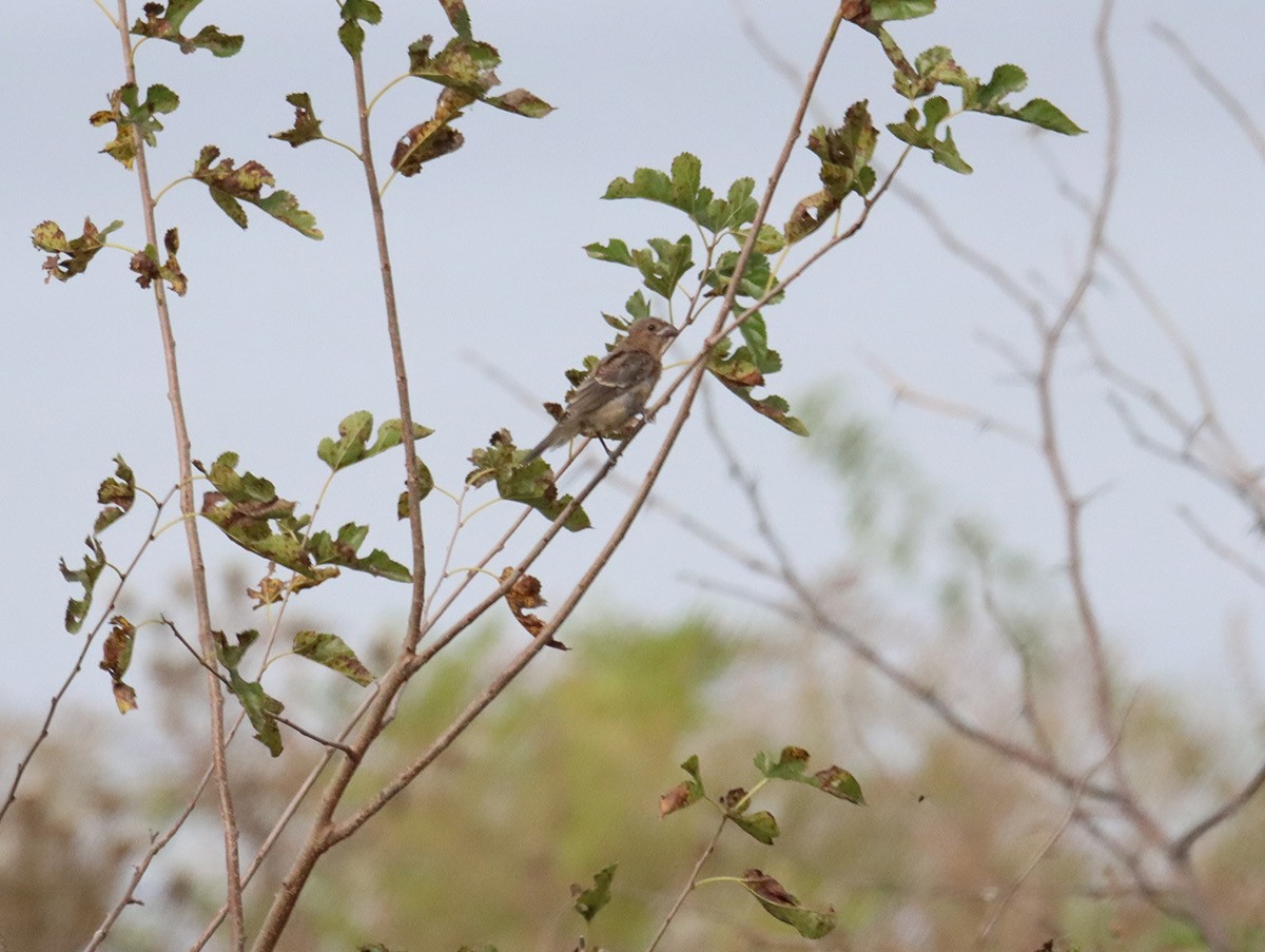 Blue Grosbeak - ML642733439