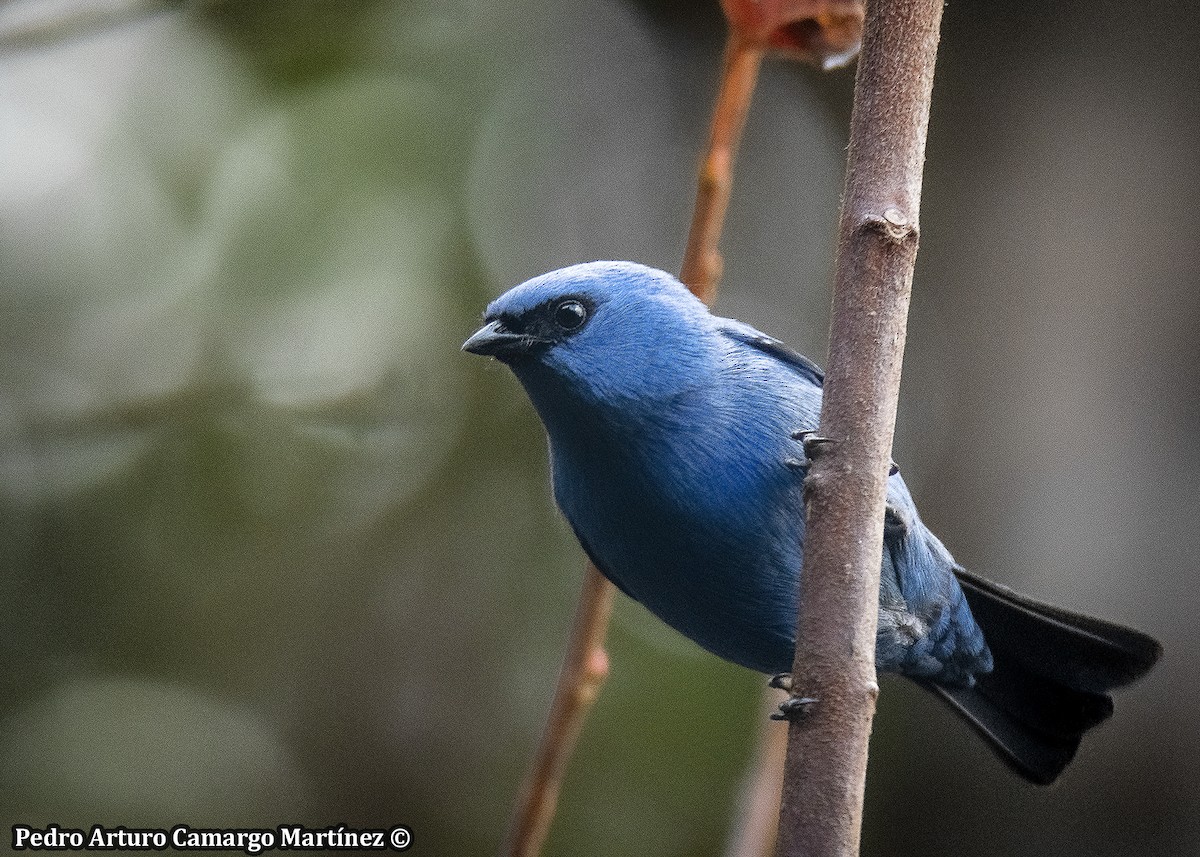 Blue-and-black Tanager - ML642733452