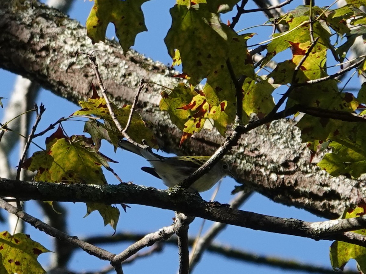 Gelbscheitel-Waldsänger - ML642733488