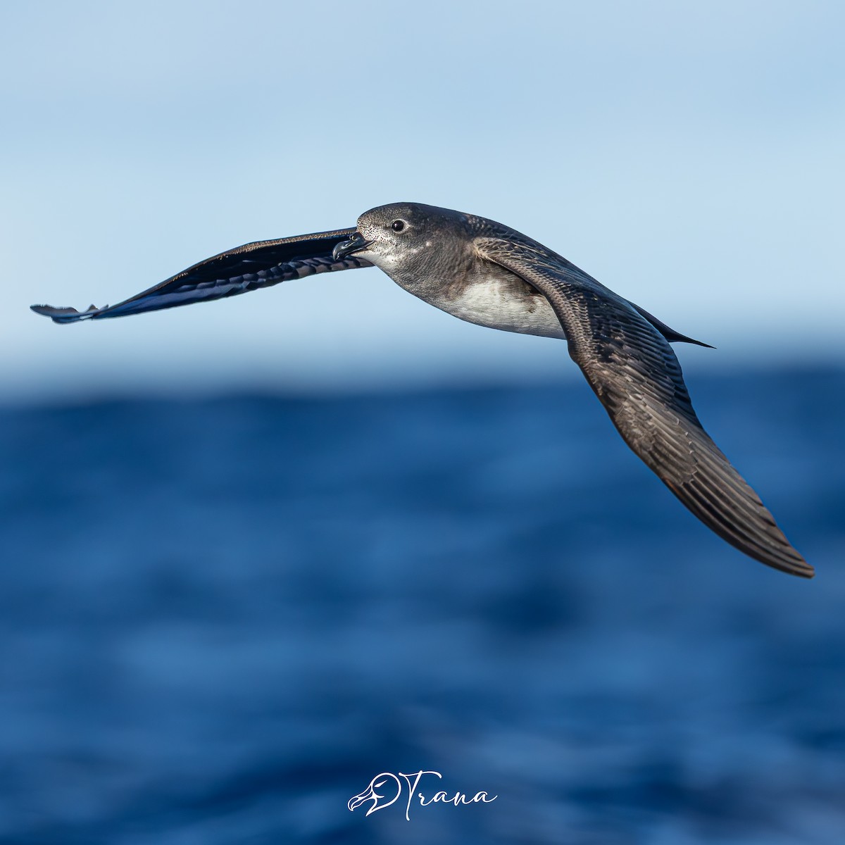 Herald Petrel - ML642733505