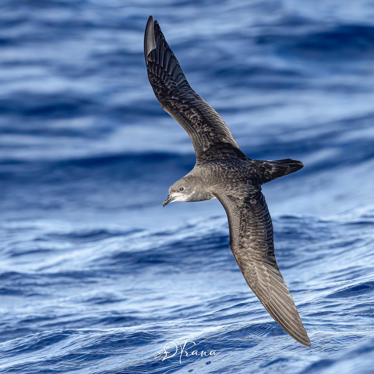 Herald Petrel - ML642733506