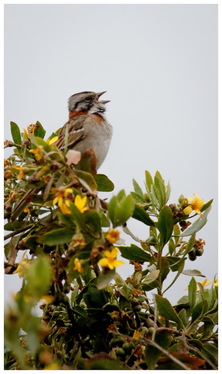 Rufous-collared Sparrow - ML642733511