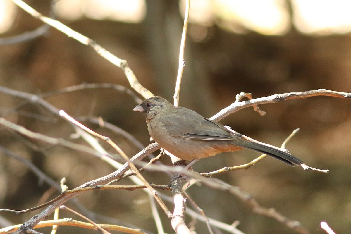 Abert's Towhee - ML642733513