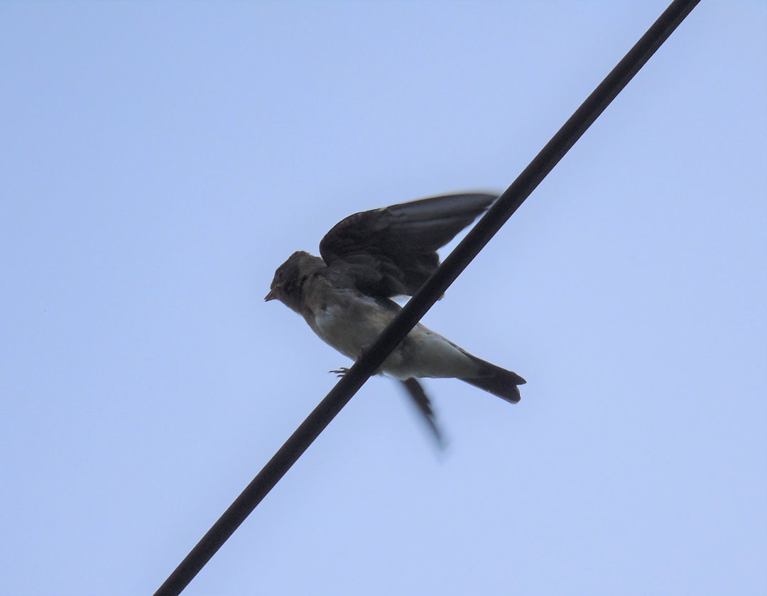 Southern Rough-winged Swallow - ML642733523